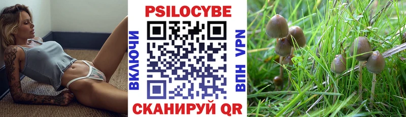 купить цена Димитровград MEGA как войти Галлюциногенные грибы Psilocybe